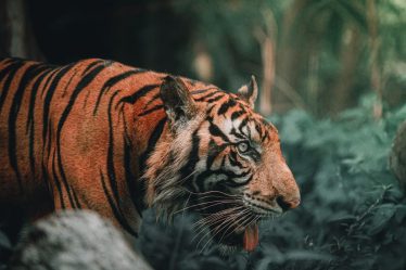 A quoi sert le baume du tigre rouge : propriétés et avantages